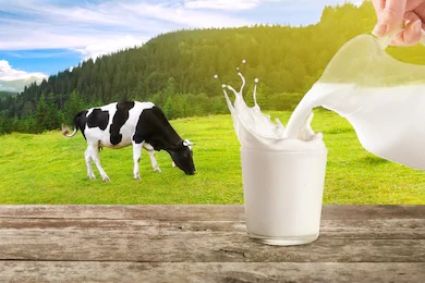 Fresh Healthy Dairy Milk